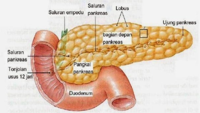 Fungsi Pankreas dalam Tubuh