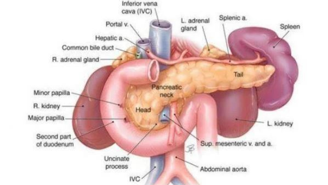 Fungsi Pankreas dan Gangguan dalam Tubuh