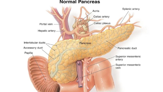 Penjelasan Tentang Organ Pankreas